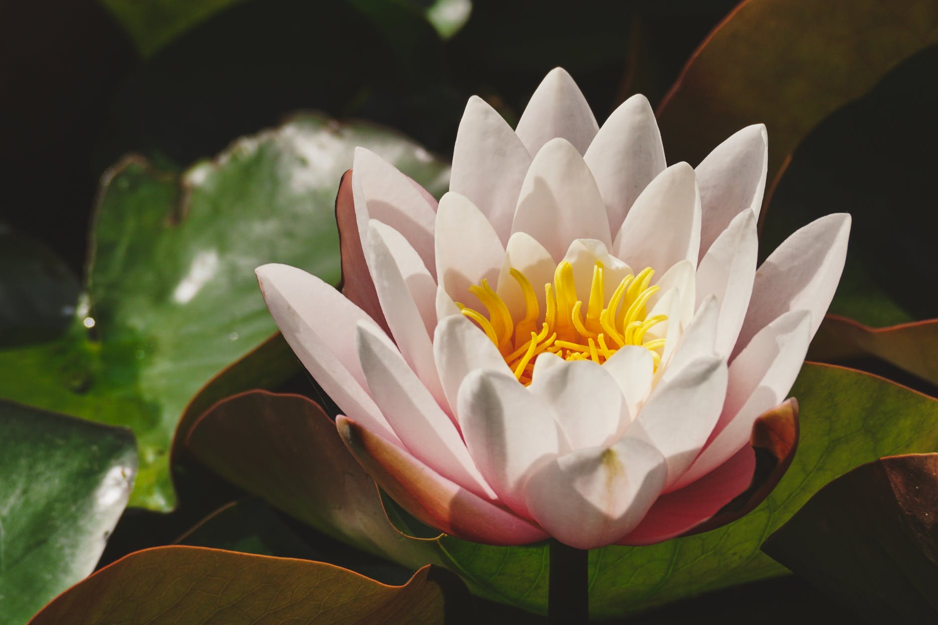 white petaled lotus